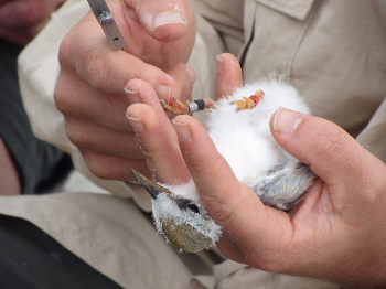 Chick upside down being banded-160